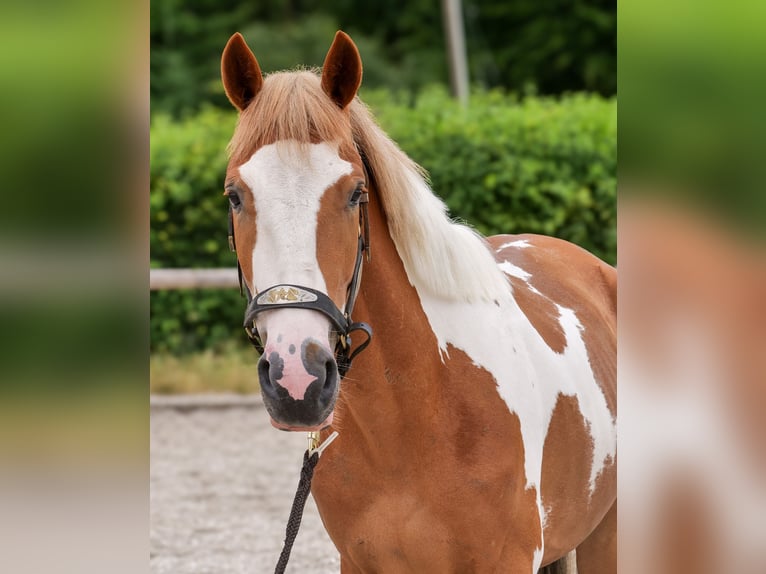 Meer ponys/kleine paarden Ruin 3 Jaar 145 cm Gevlekt-paard in Neustadt (Wied)