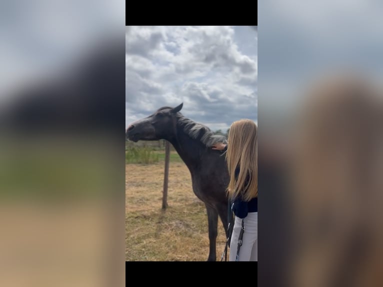 Meer ponys/kleine paarden Ruin 3 Jaar 146 cm Zwartschimmel in Wetteren