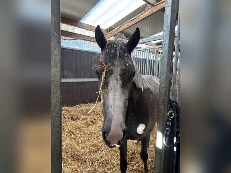 Meer ponys/kleine paarden Ruin 3 Jaar 146 cm Zwartschimmel in Wetteren
