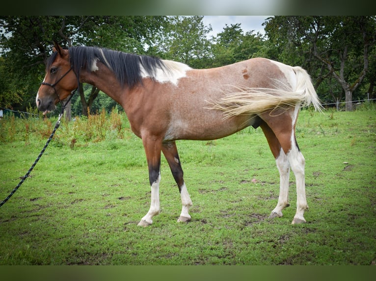 Meer ponys/kleine paarden Mix Ruin 3 Jaar 148 cm Gevlekt-paard in Zakupy