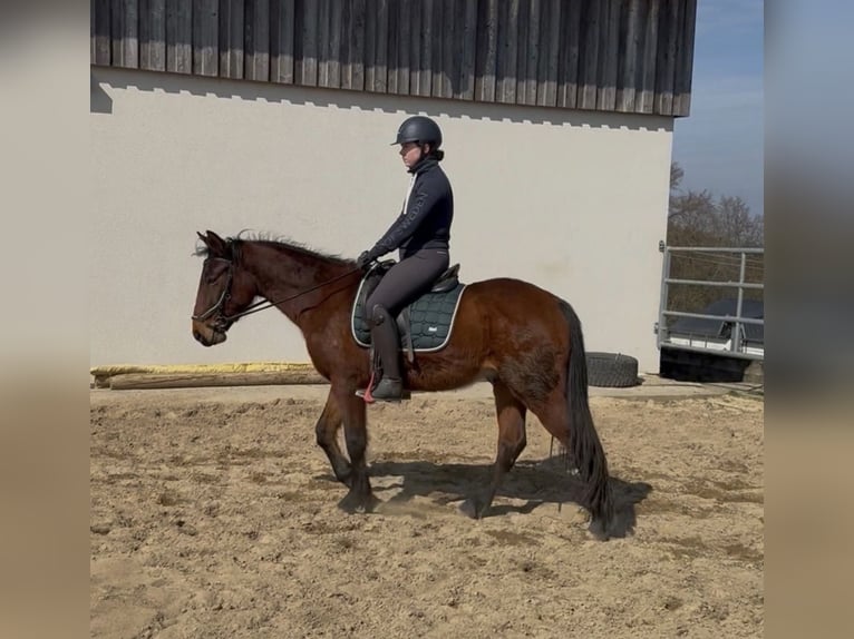 Meer ponys/kleine paarden Ruin 3 Jaar 148 cm  in Daleiden
