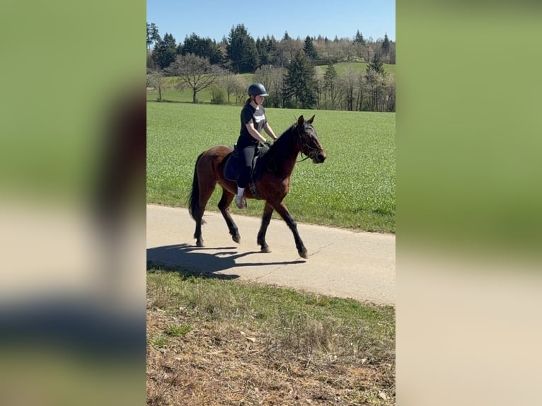 Meer ponys/kleine paarden Ruin 3 Jaar 148 cm  in Daleiden