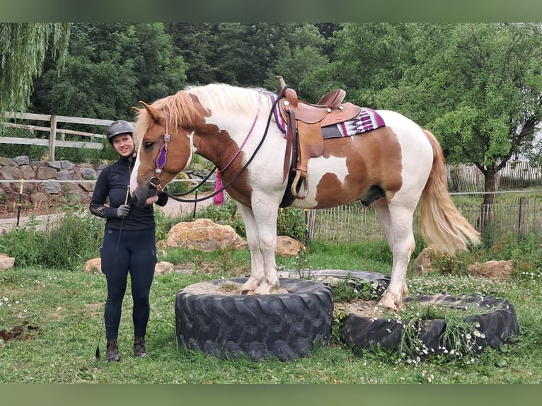 Meer ponys/kleine paarden Ruin 3 Jaar 150 cm Gevlekt-paard in Bayerbach