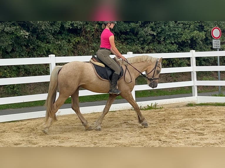 Meer ponys/kleine paarden Ruin 3 Jaar 155 cm Palomino in Morsbach