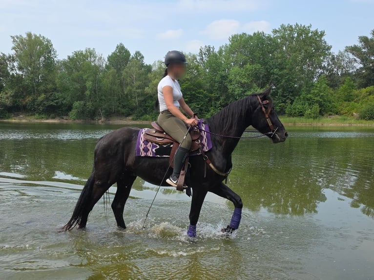 Meer ponys/kleine paarden Ruin 3 Jaar 156 cm Zwart in Linkenbach