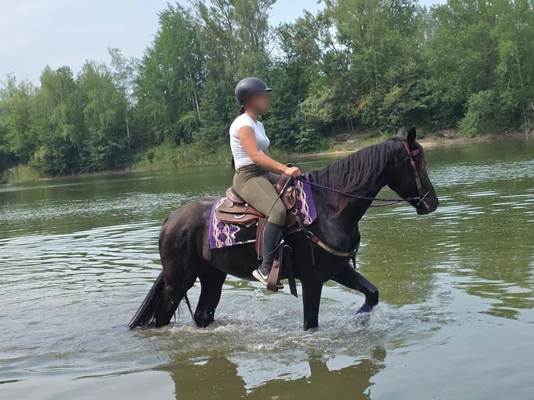 Meer ponys/kleine paarden Ruin 3 Jaar 156 cm Zwart in Linkenbach