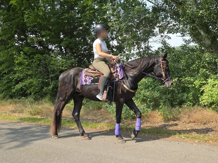 Meer ponys/kleine paarden Ruin 3 Jaar 156 cm Zwart in Linkenbach