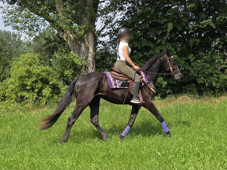 Meer ponys/kleine paarden Ruin 3 Jaar 156 cm Zwart in Linkenbach