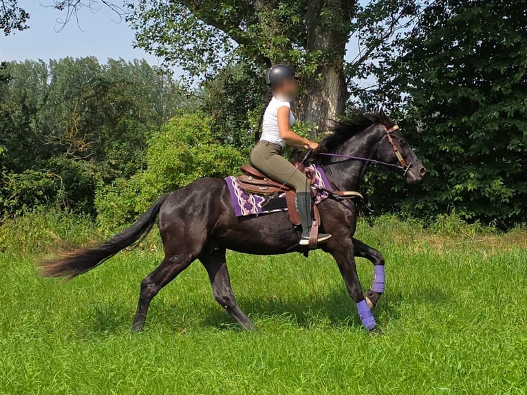 Meer ponys/kleine paarden Ruin 3 Jaar 156 cm Zwart in Linkenbach