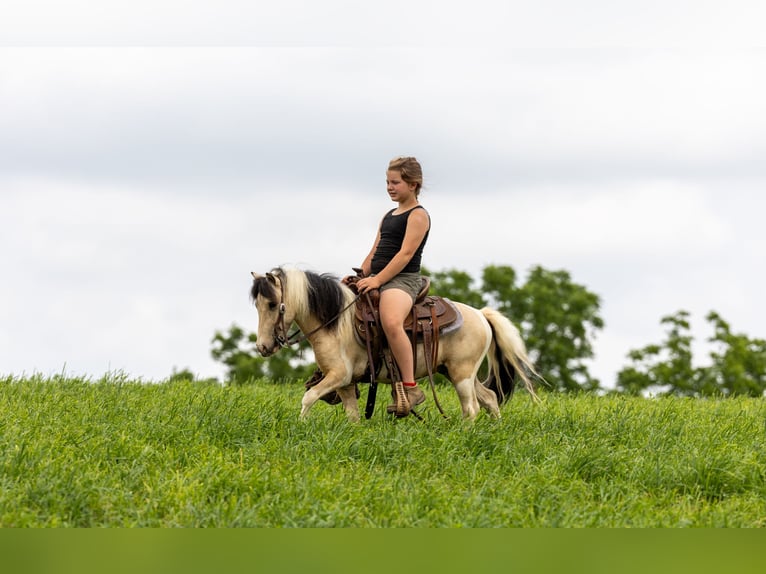 Meer ponys/kleine paarden Ruin 3 Jaar 89 cm Gevlekt-paard in Ewing