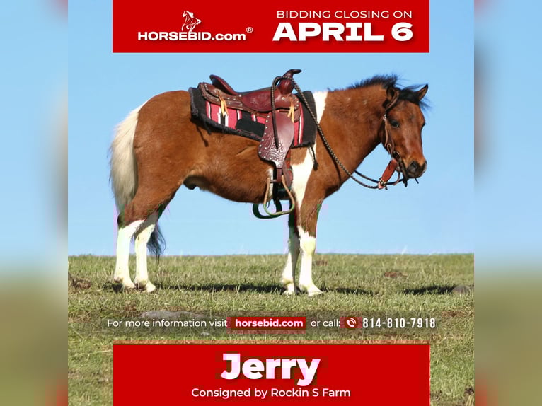 Meer ponys/kleine paarden Ruin 3 Jaar 91 cm Gevlekt-paard in Rebersburg