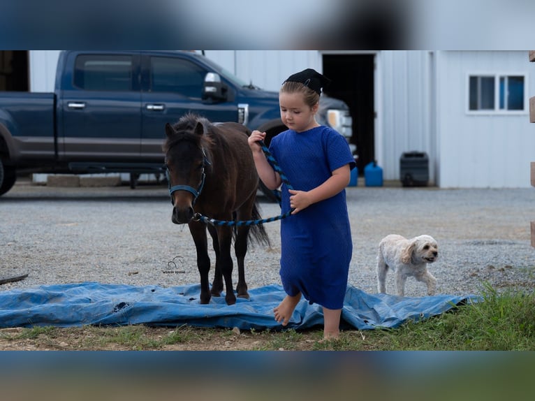 Meer ponys/kleine paarden Ruin 3 Jaar 91 cm Roodbruin in Fredericksburg