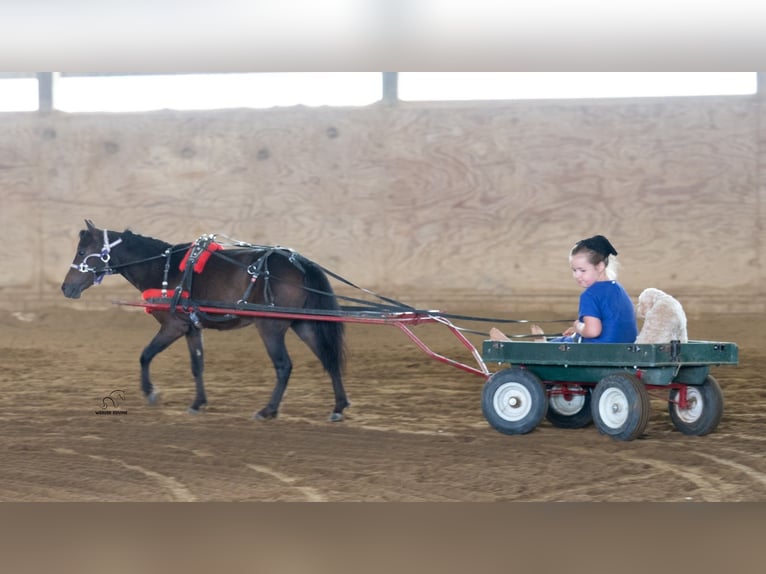 Meer ponys/kleine paarden Ruin 3 Jaar 91 cm Roodbruin in Fredericksburg