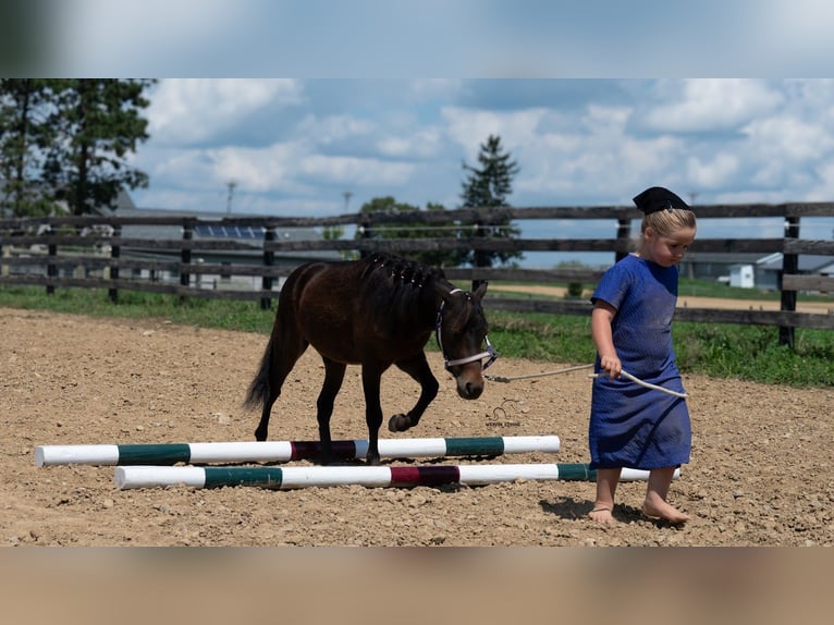 Meer ponys/kleine paarden Ruin 3 Jaar 91 cm Roodbruin in Fredericksburg