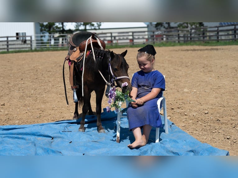 Meer ponys/kleine paarden Ruin 3 Jaar 91 cm Roodbruin in Fredericksburg