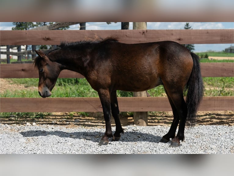 Meer ponys/kleine paarden Ruin 3 Jaar 91 cm Roodbruin in Fredericksburg
