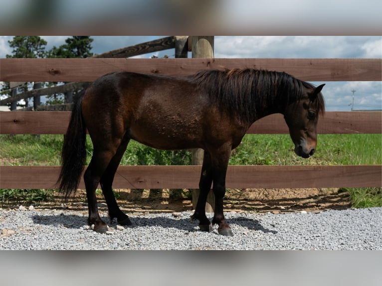 Meer ponys/kleine paarden Ruin 3 Jaar 91 cm Roodbruin in Fredericksburg