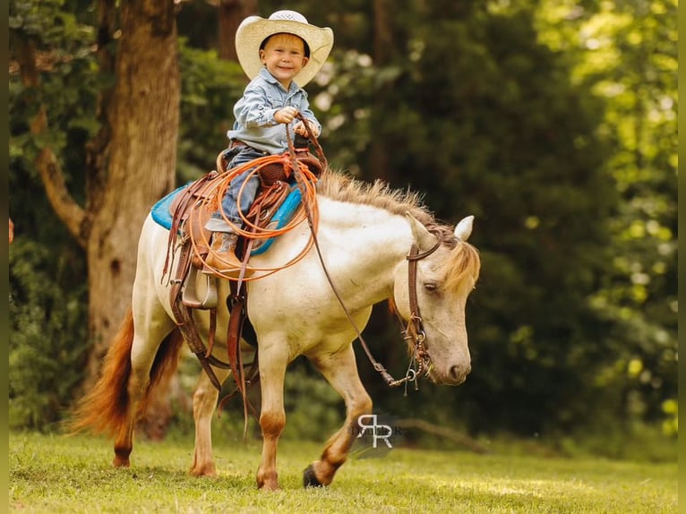 Meer ponys/kleine paarden Ruin 4 Jaar 102 cm Falbe in Lyles