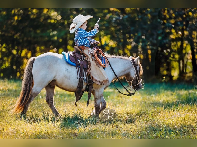 Meer ponys/kleine paarden Ruin 4 Jaar 102 cm Falbe in Lyles