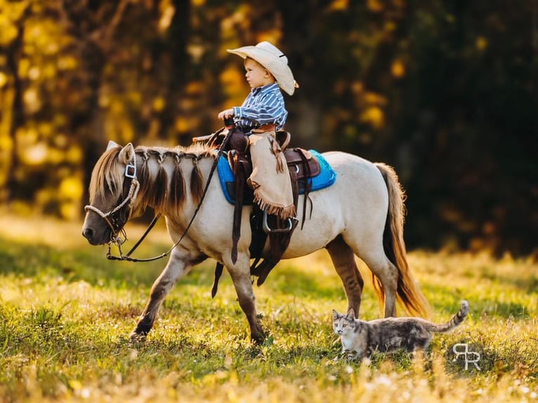 Meer ponys/kleine paarden Ruin 4 Jaar 102 cm Falbe in Lyles