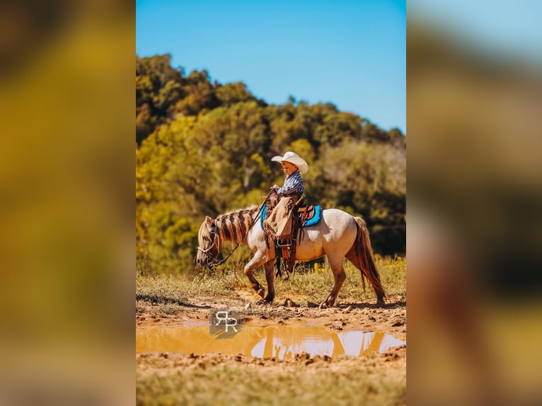 Meer ponys/kleine paarden Ruin 4 Jaar 102 cm Falbe in Lyles