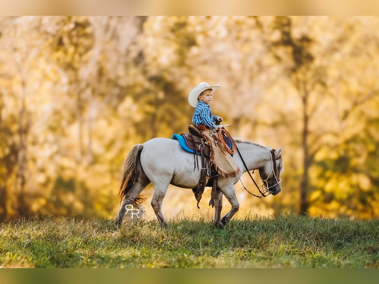 Meer ponys/kleine paarden Ruin 4 Jaar 102 cm Falbe in Lyles