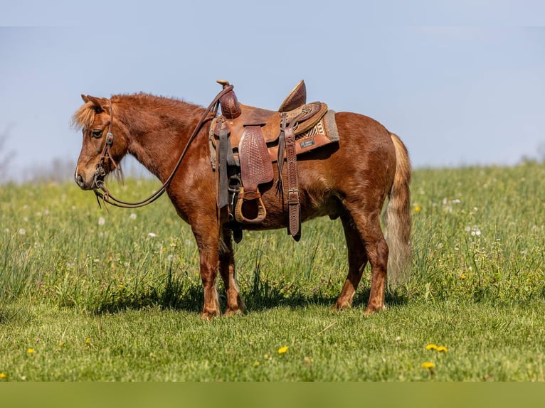 Meer ponys/kleine paarden Ruin 4 Jaar 104 cm Roodvos in Ewing