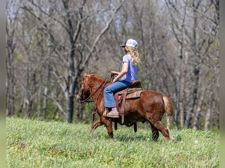 Meer ponys/kleine paarden Ruin 4 Jaar 104 cm Roodvos in Ewing