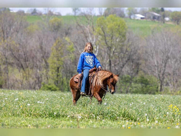 Meer ponys/kleine paarden Ruin 4 Jaar 104 cm Roodvos in Ewing