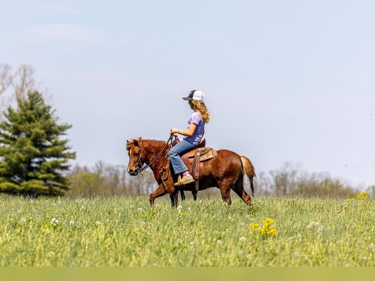 Meer ponys/kleine paarden Ruin 4 Jaar 104 cm Roodvos in Ewing