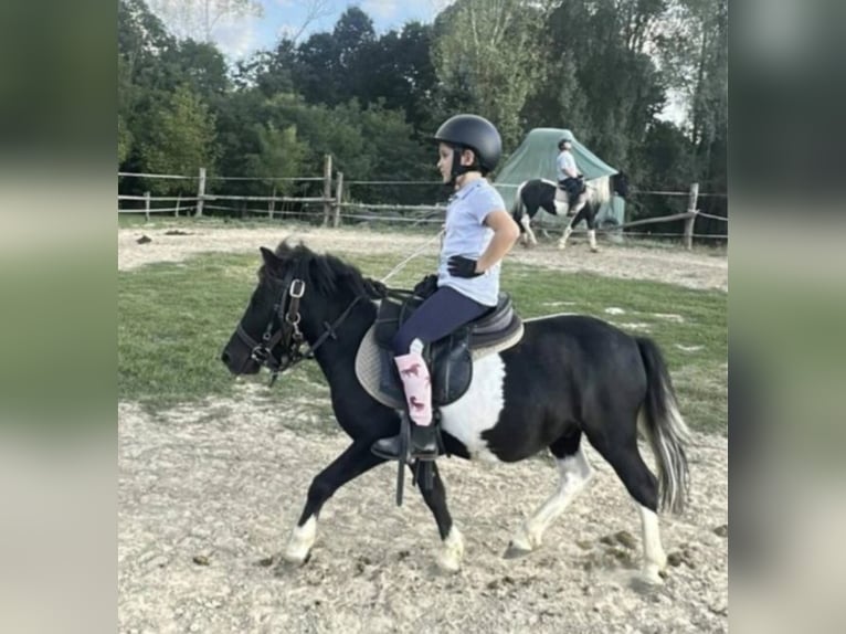 Meer ponys/kleine paarden Ruin 4 Jaar 106 cm Gevlekt-paard in Rechnitz