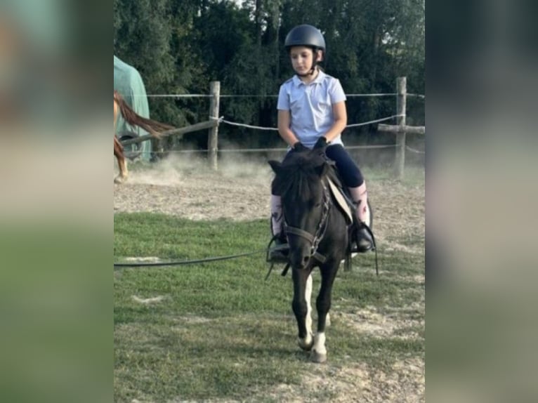 Meer ponys/kleine paarden Ruin 4 Jaar 106 cm Gevlekt-paard in Rechnitz