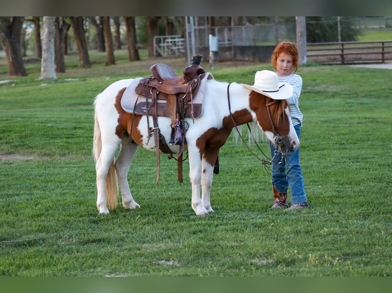 Meer ponys/kleine paarden Ruin 4 Jaar 107 cm Gevlekt-paard in Edgewood