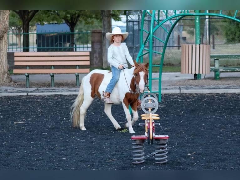 Meer ponys/kleine paarden Ruin 4 Jaar 107 cm Gevlekt-paard in Edgewood