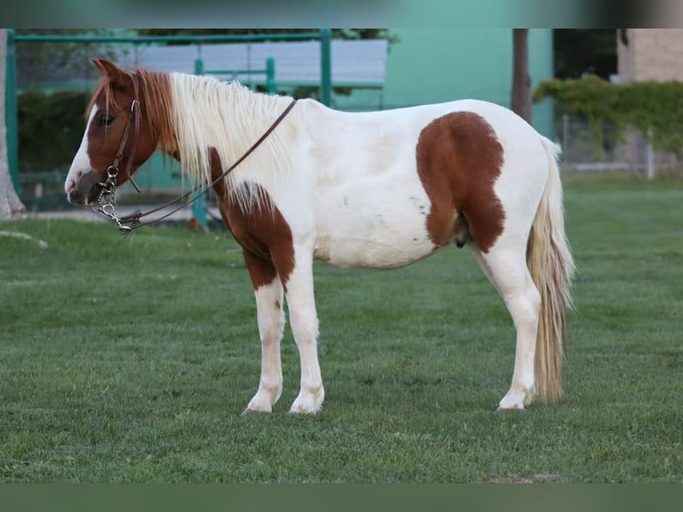 Meer ponys/kleine paarden Ruin 4 Jaar 107 cm Gevlekt-paard in Edgewood