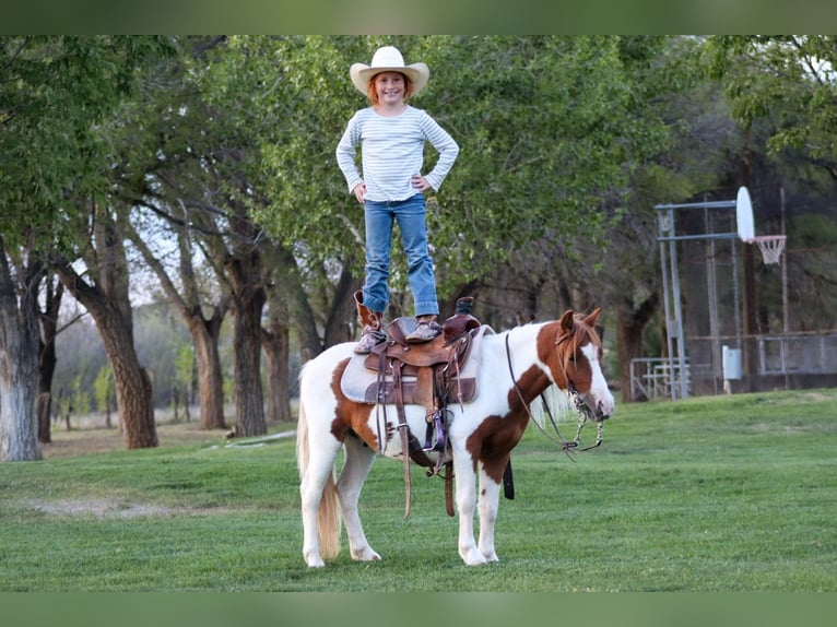 Meer ponys/kleine paarden Ruin 4 Jaar 107 cm Gevlekt-paard in Edgewood