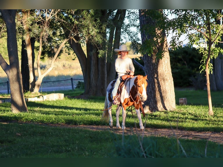 Meer ponys/kleine paarden Ruin 4 Jaar 107 cm Gevlekt-paard in Edgewood