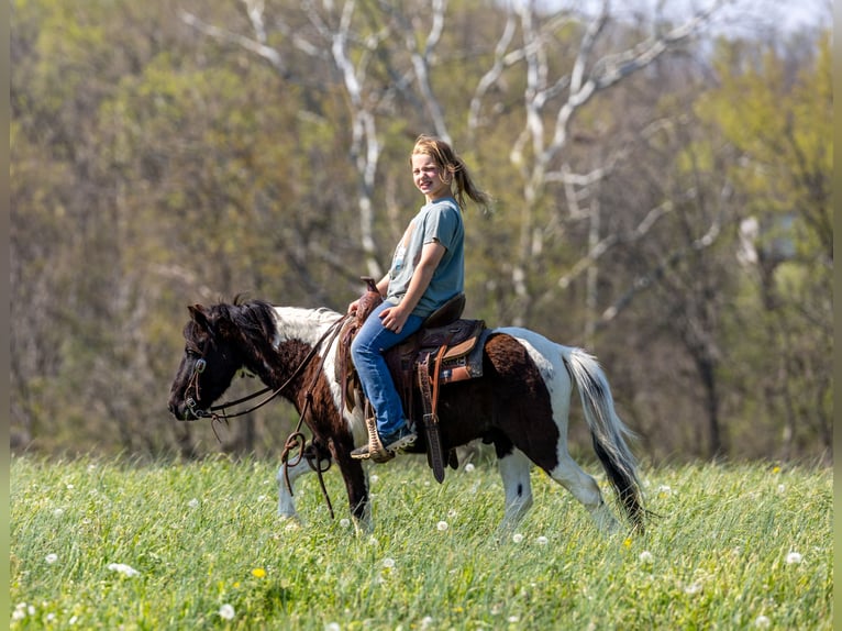 Meer ponys/kleine paarden Ruin 4 Jaar 107 cm Gevlekt-paard in Ewing