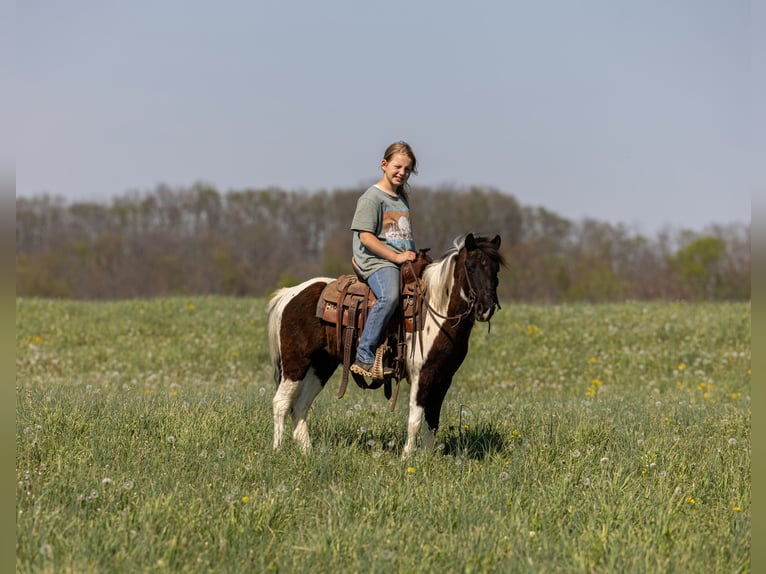 Meer ponys/kleine paarden Ruin 4 Jaar 107 cm Gevlekt-paard in Ewing
