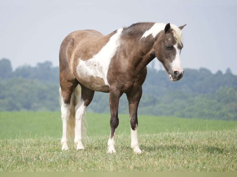 Meer ponys/kleine paarden Ruin 4 Jaar 112 cm Gevlekt-paard in Fresno