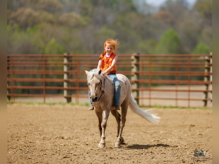 Meer ponys/kleine paarden Ruin 4 Jaar 114 cm Palomino in Auburn