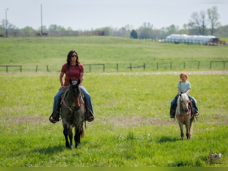 Meer ponys/kleine paarden Ruin 4 Jaar 114 cm Palomino in Auburn