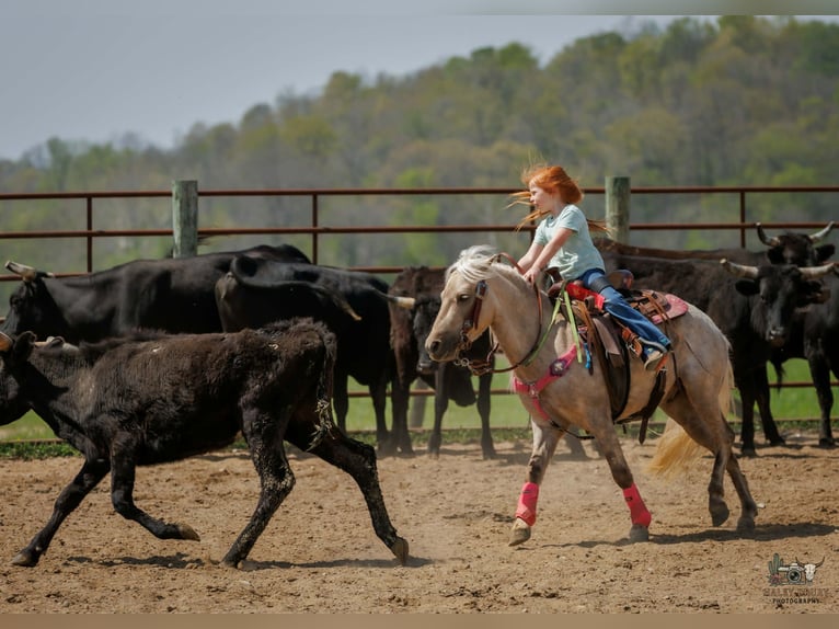 Meer ponys/kleine paarden Ruin 4 Jaar 114 cm Palomino in Auburn