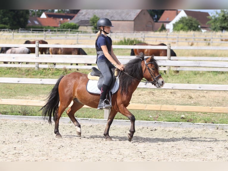 Meer ponys/kleine paarden Ruin 4 Jaar 119 cm Bruin in Pepingen