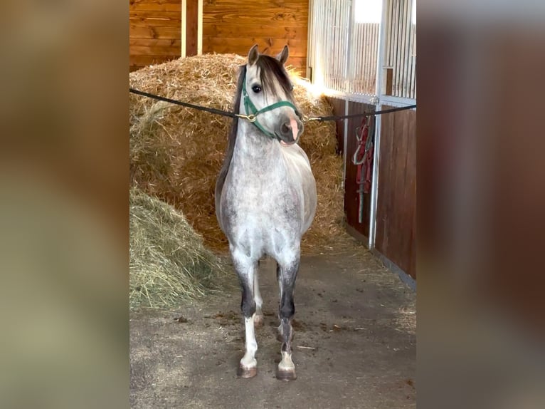 Meer ponys/kleine paarden Ruin 4 Jaar 120 cm Appelschimmel in Rechnitz