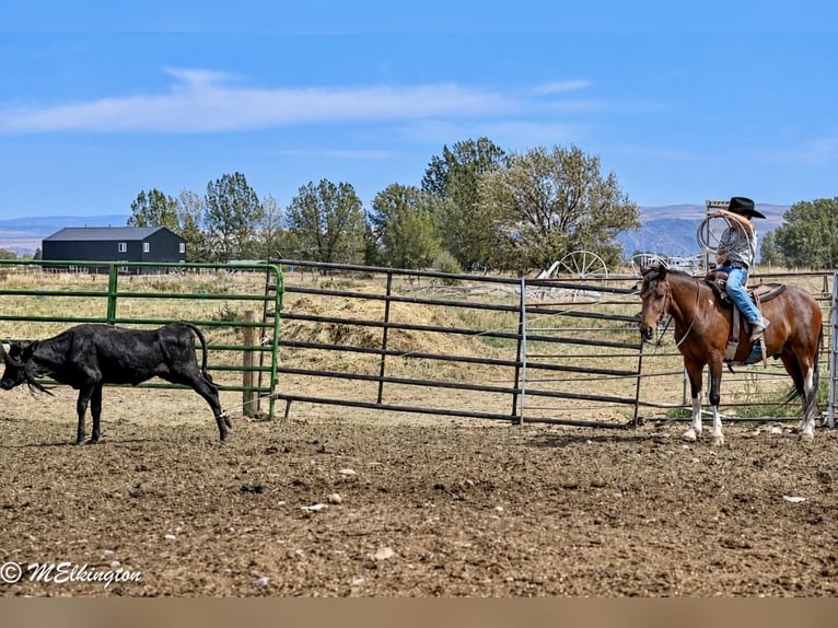 Meer ponys/kleine paarden Ruin 4 Jaar 122 cm Roodbruin in Rigby