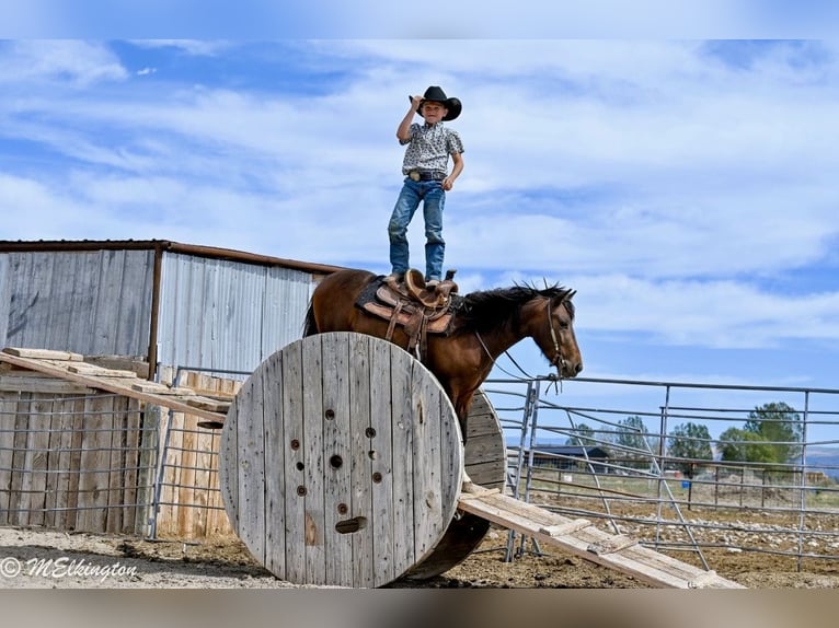Meer ponys/kleine paarden Ruin 4 Jaar 122 cm Roodbruin in Rigby