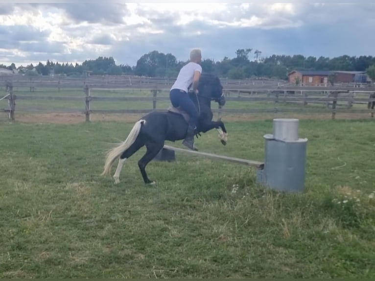 Meer ponys/kleine paarden Ruin 4 Jaar 123 cm Zwart in Rechnitz