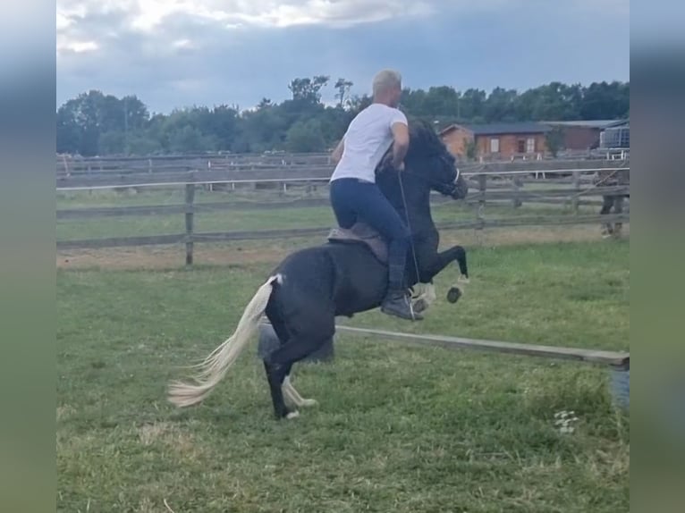 Meer ponys/kleine paarden Ruin 4 Jaar 123 cm Zwart in Rechnitz