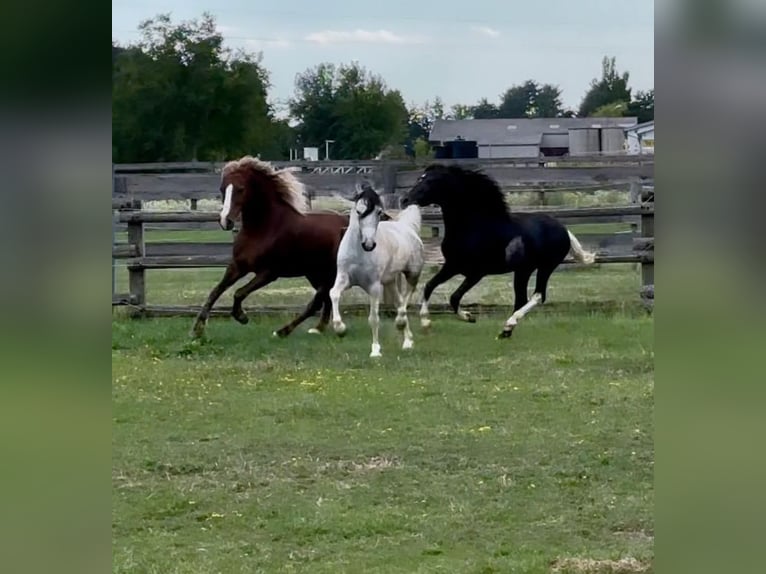 Meer ponys/kleine paarden Ruin 4 Jaar 123 cm Zwart in Rechnitz